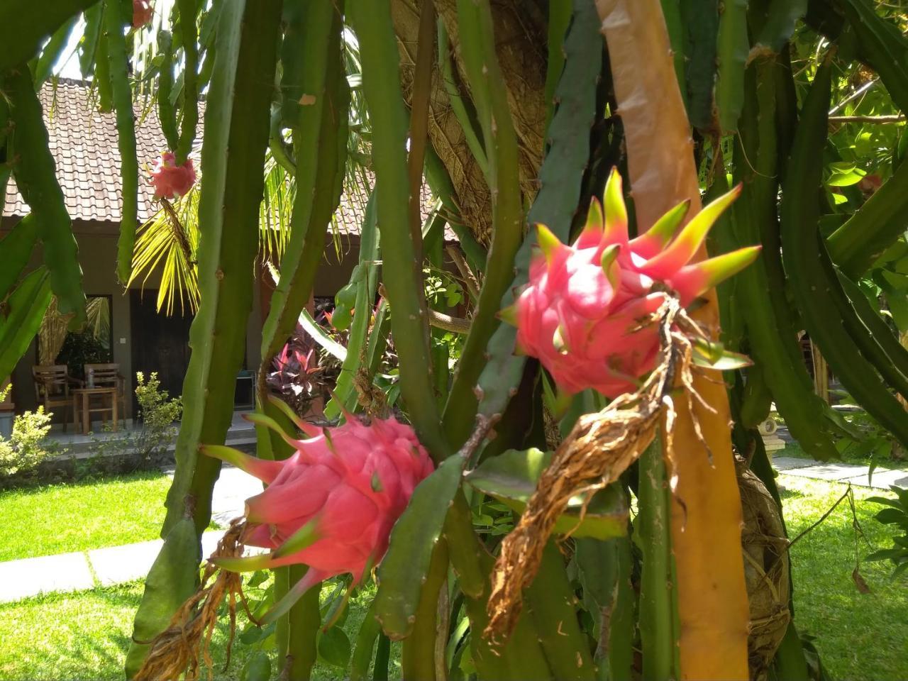 Suka Sari Cottages Pemuteran Eksteriør bilde
